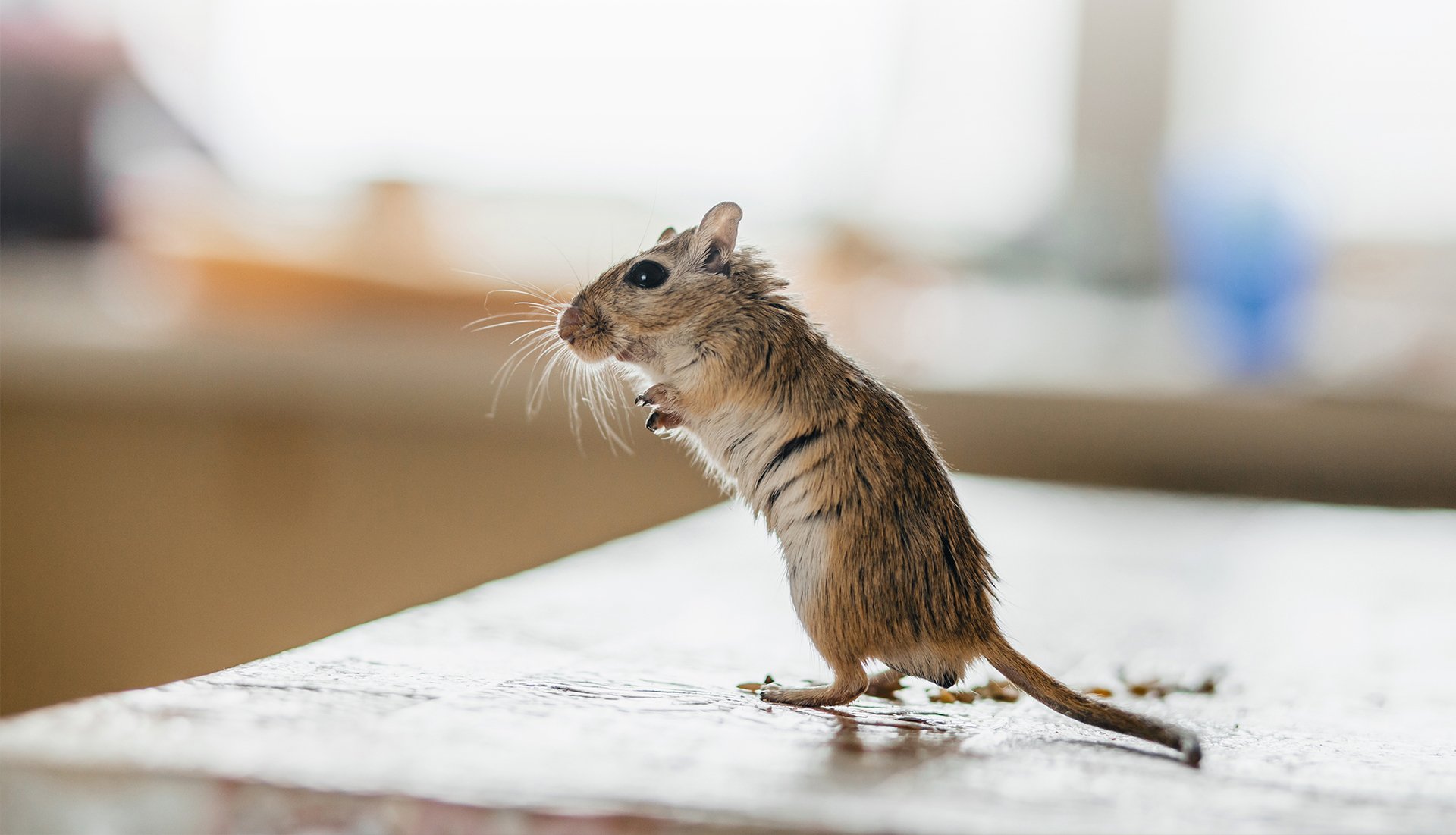 Control Of Pests And Rodents Pest Control
